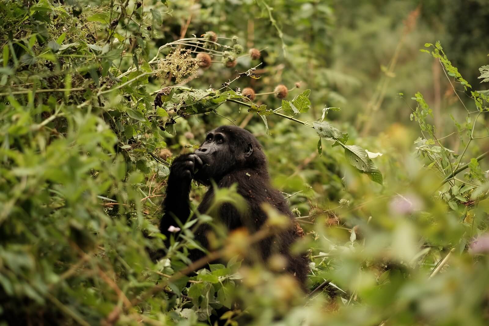 Gorillatrekking