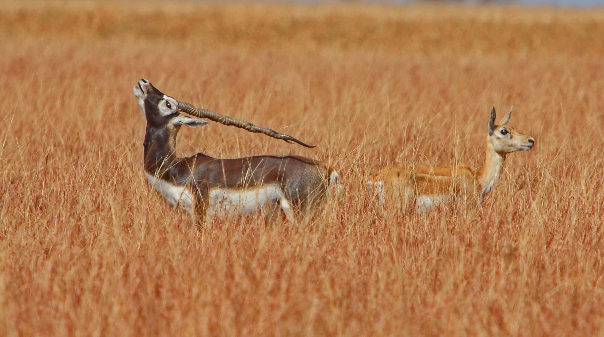 Velavadar-Nationalpark