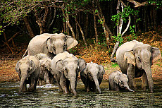 Wilpattu Nationalpark
