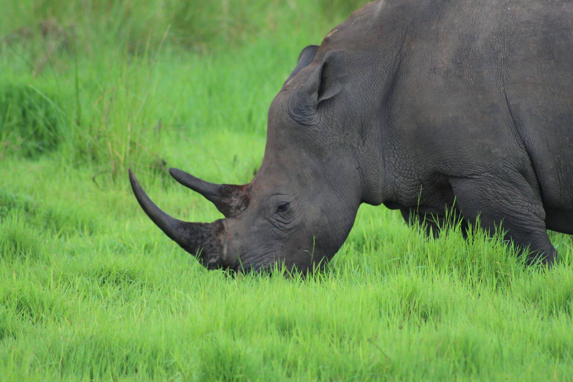 Ziwa Rhino Sanctuary display image