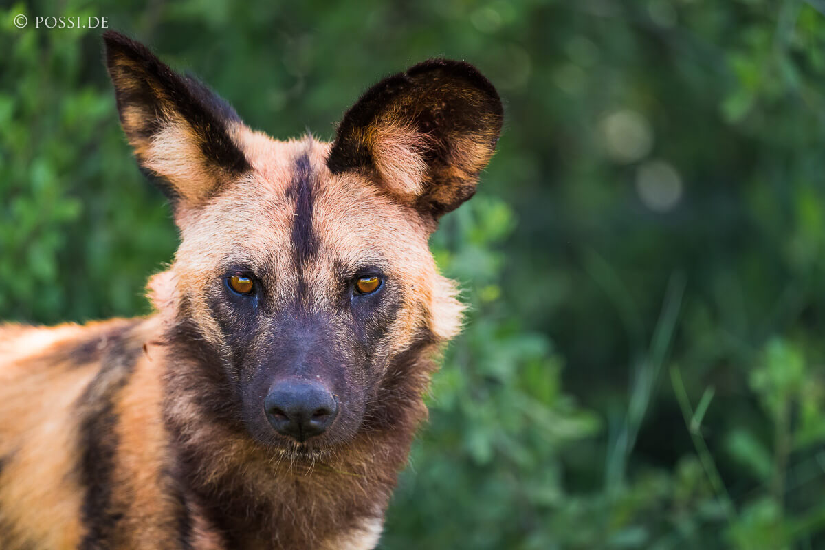 Die painted dogs von Linyanti image