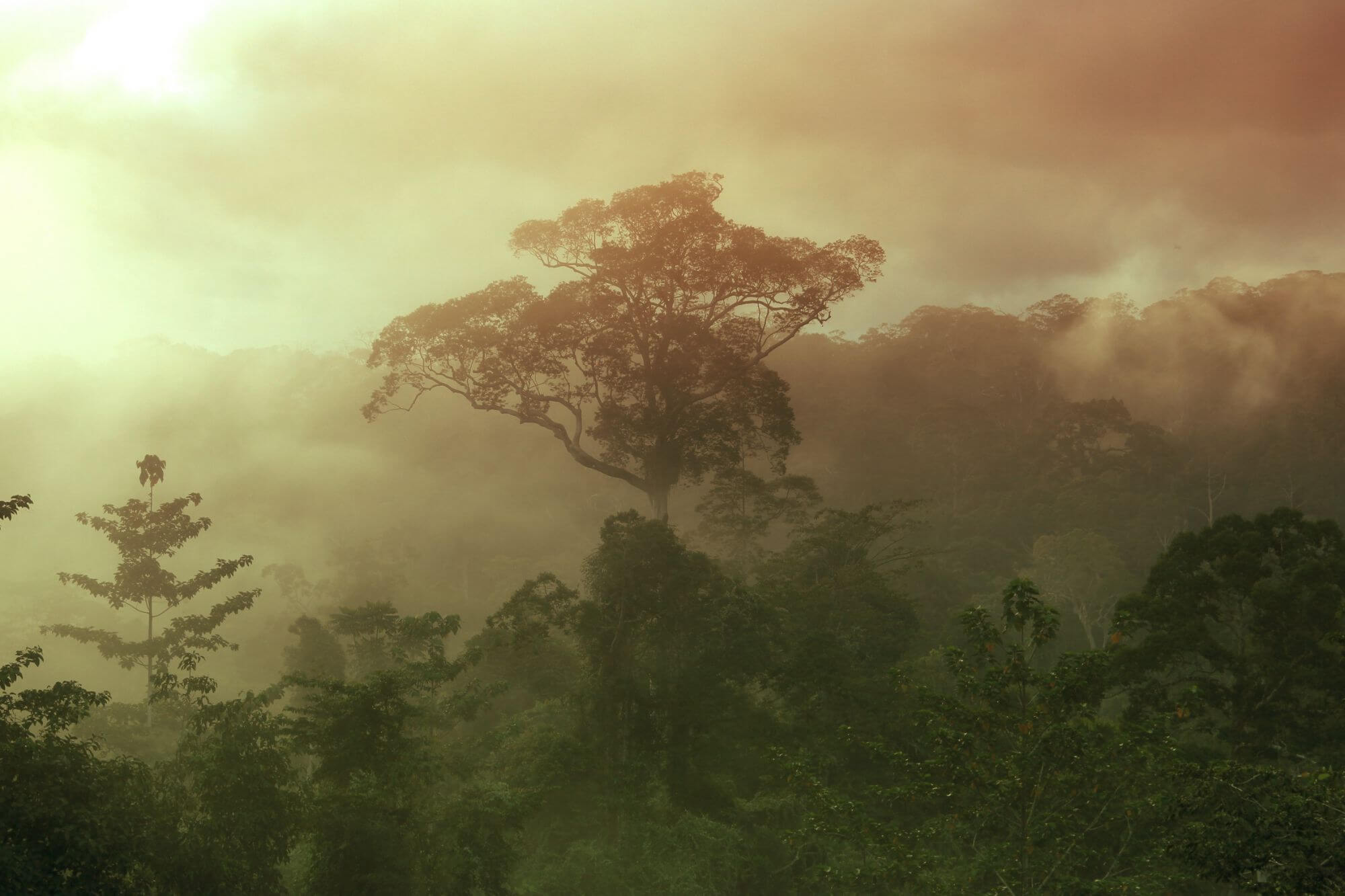 Danum Valley image