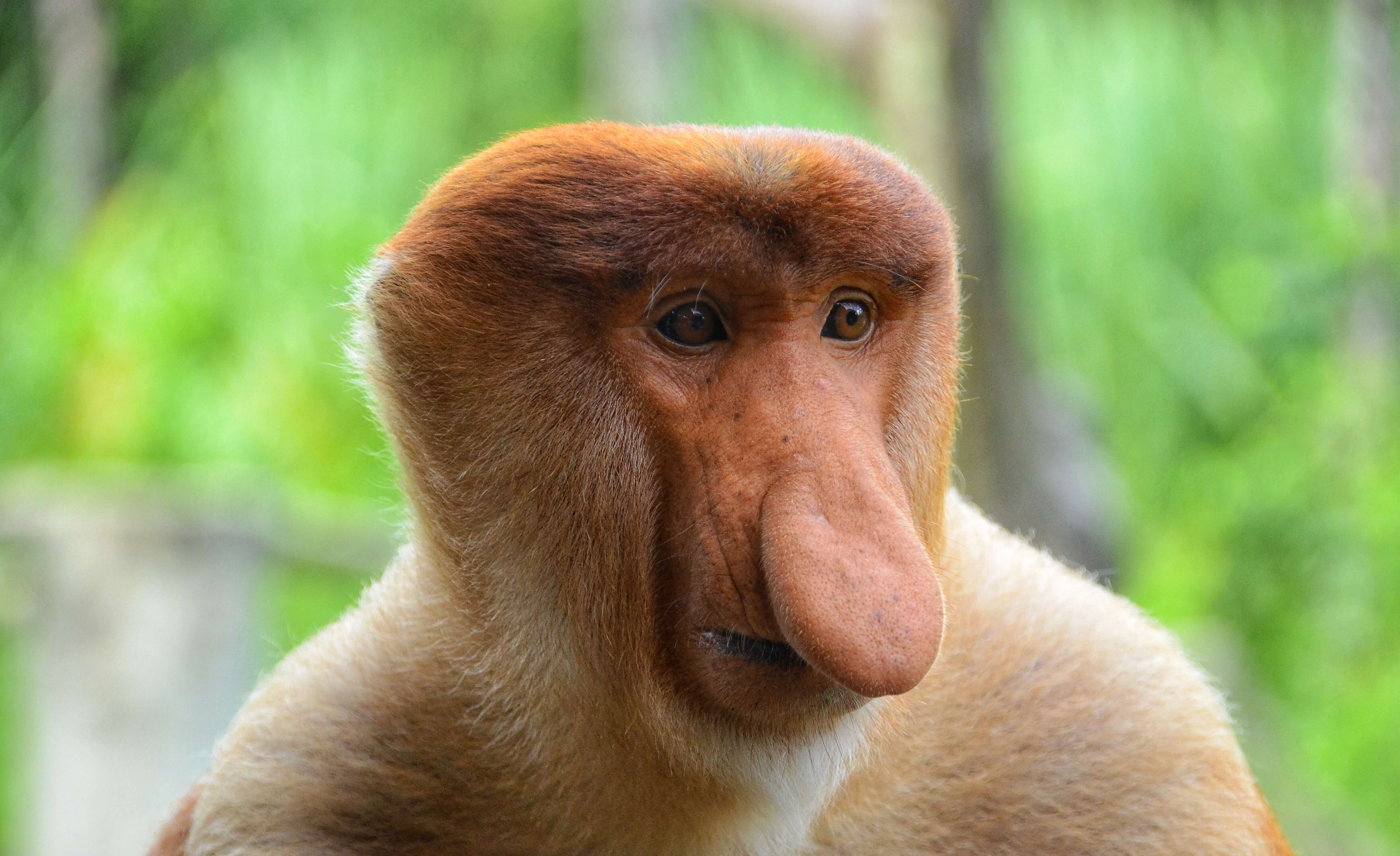 Kinabatangan image
