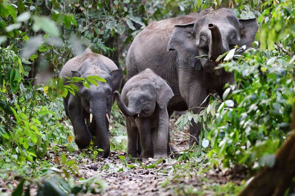 Die Nasenaffen von Borneo image