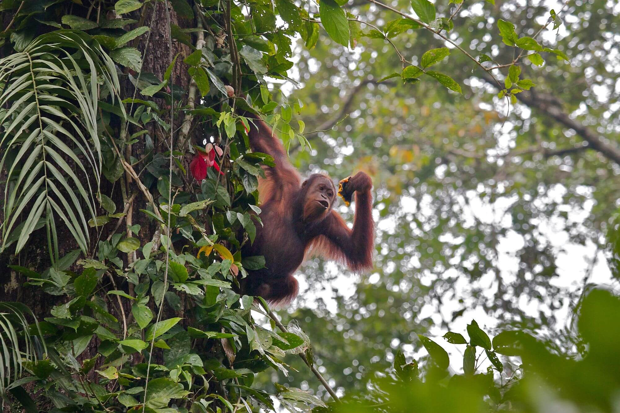 Borneo Orang-Utan-Safari image