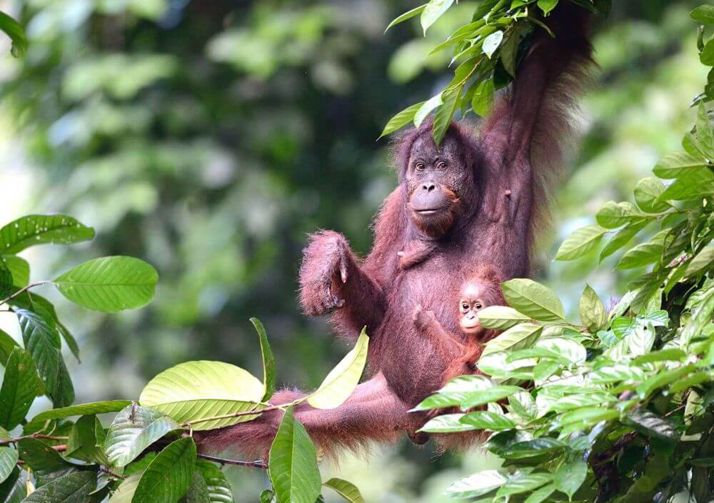 Danum Valley image
