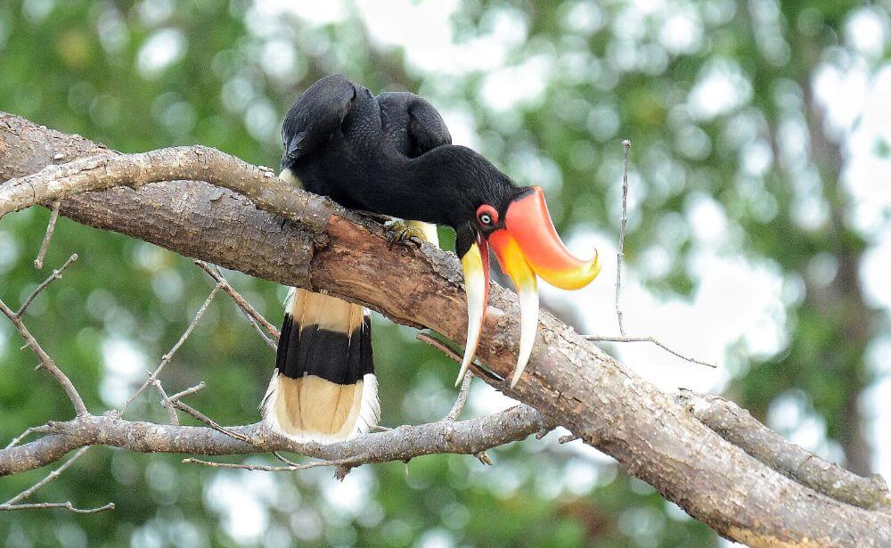 Willkommen auf Sarawak image