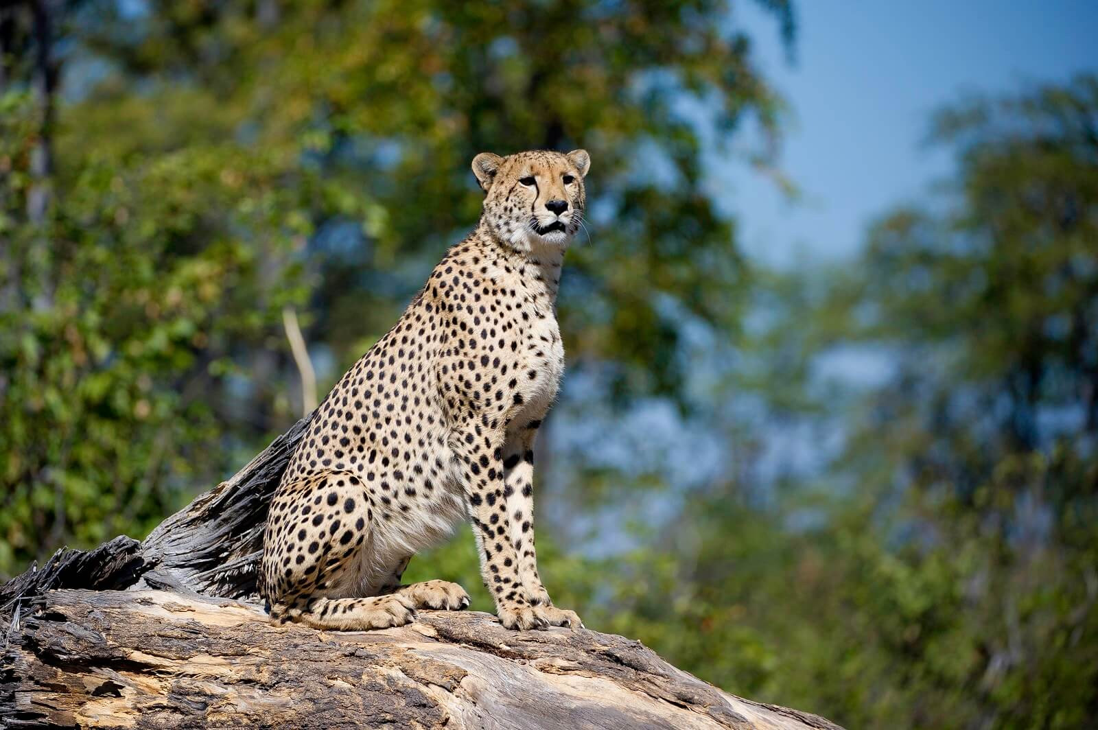 Botswana: auf Safari durch Elefantenland image
