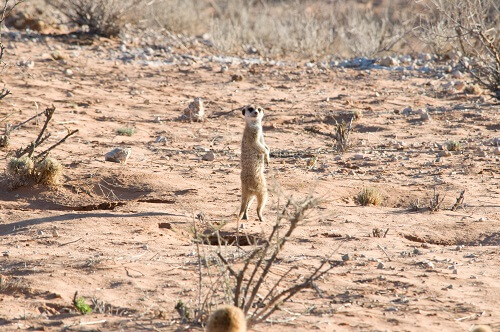 Die Erdmännchen der Nwetwe Pan image