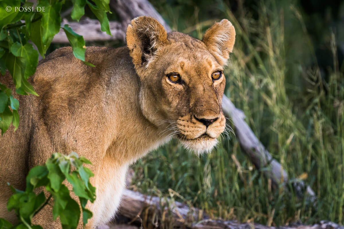 Die Großkatzen von Khwai image