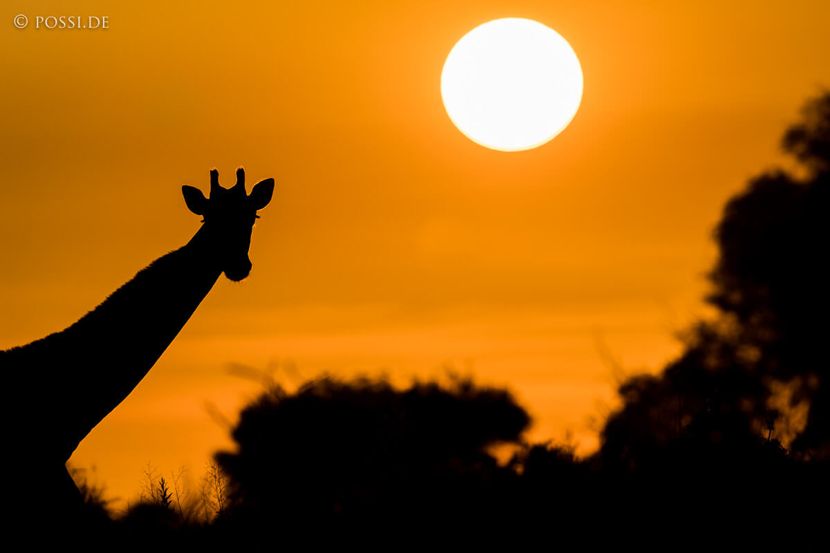 Die Safari geht zu Ende image
