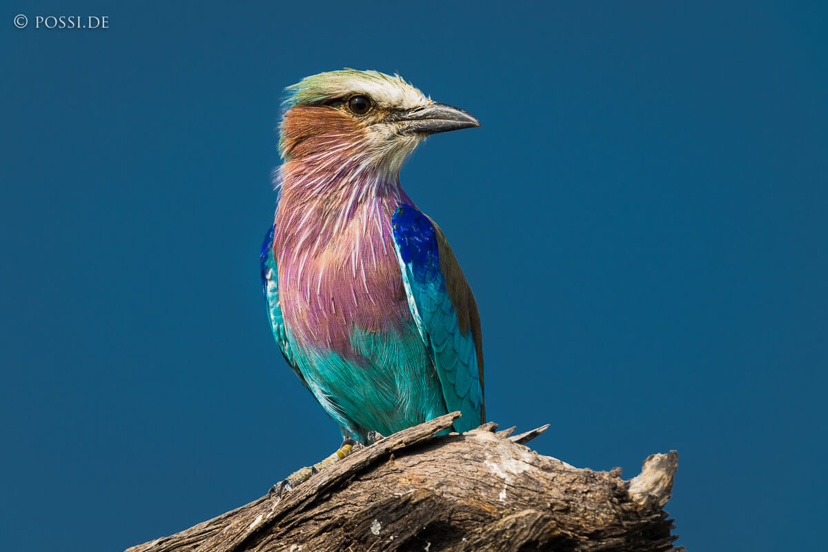 Makgadikgadi Nationalpark image