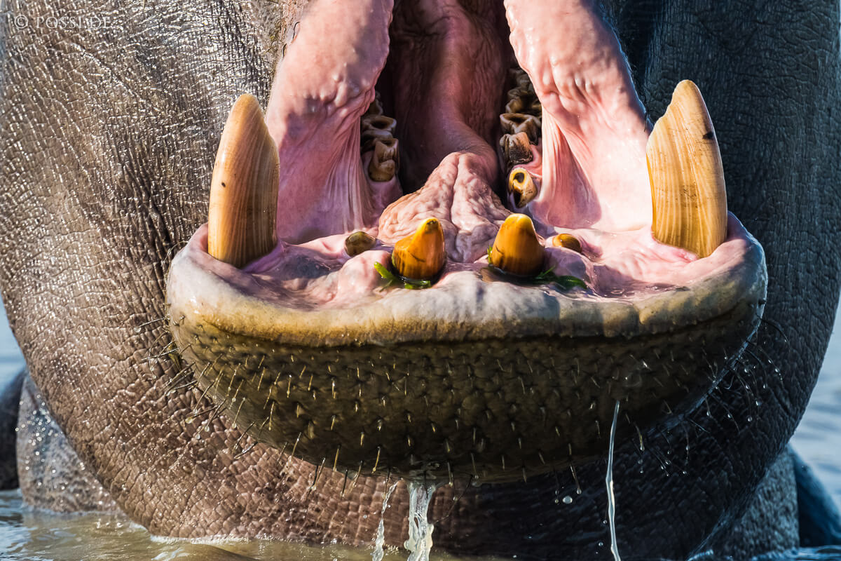 Okavango Delta image