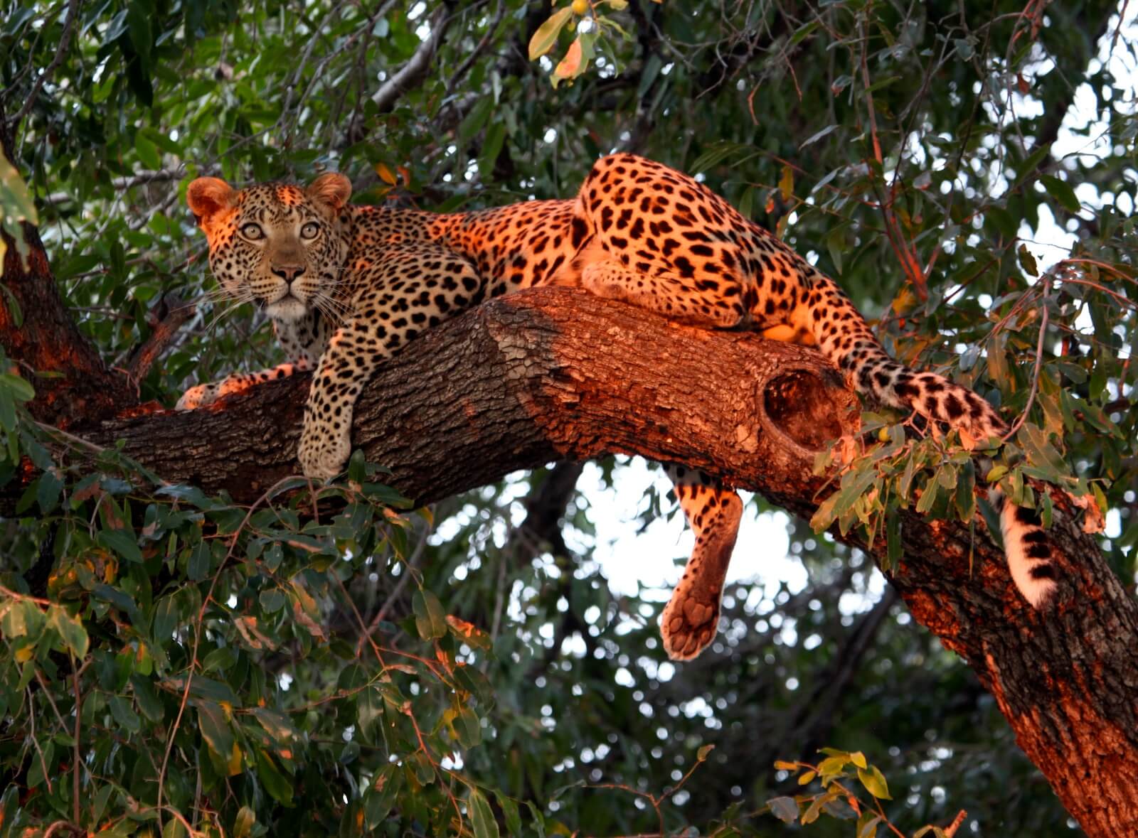 Auf Pirsch im Moremi Wildlife Reserve image