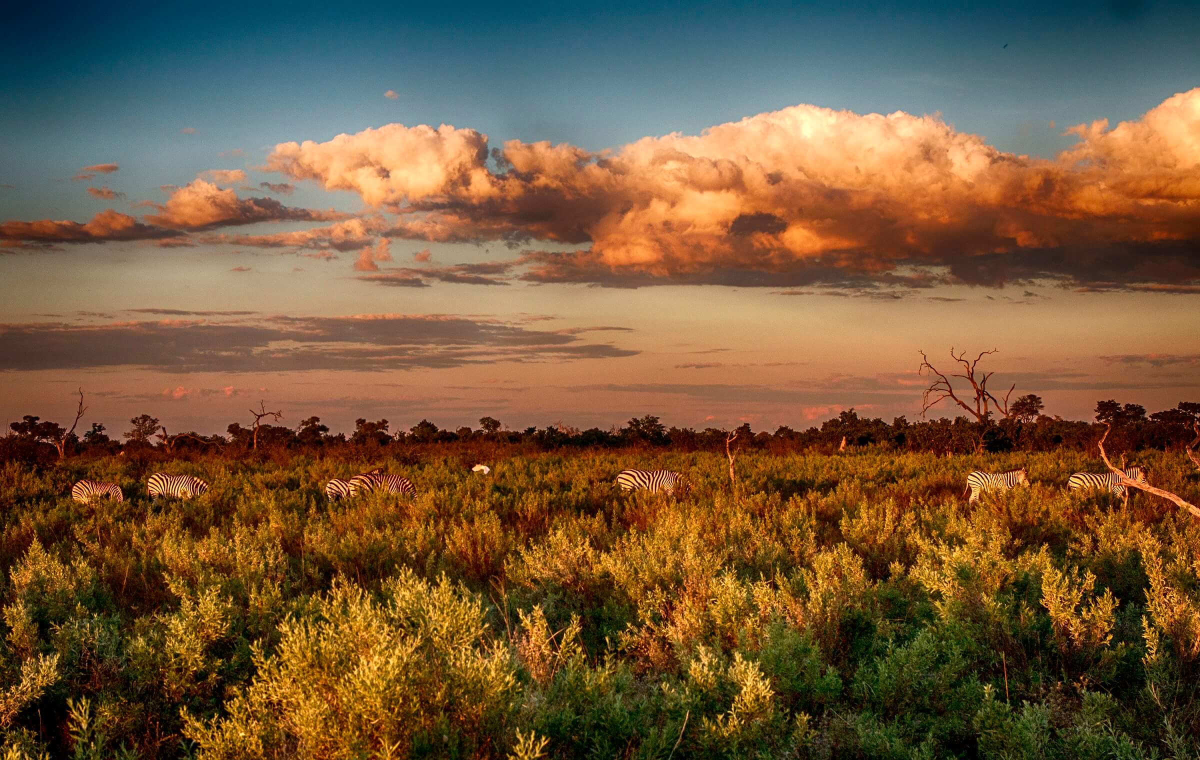 Die Baobabs im Nxai Nationalpark image