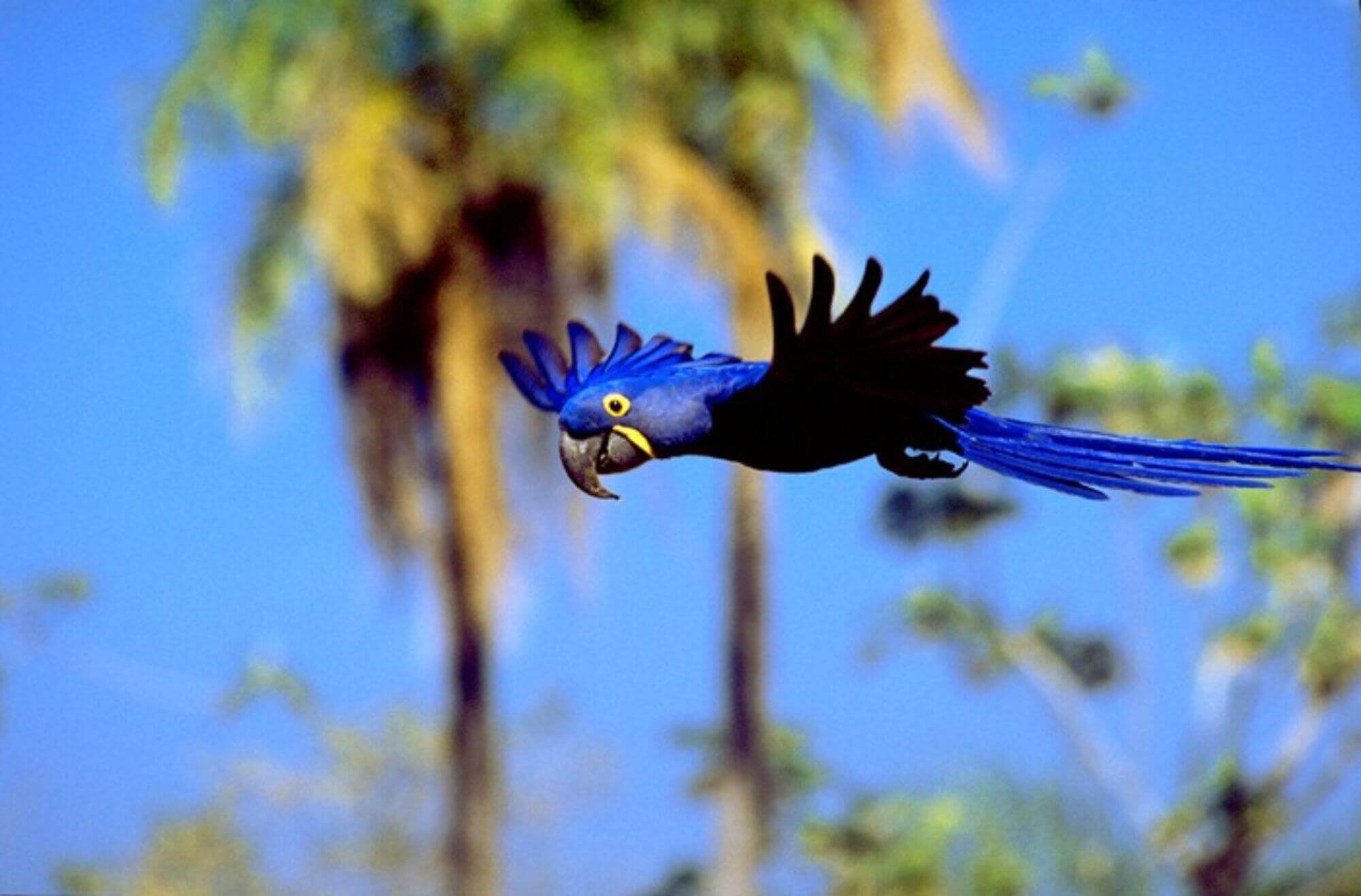 Abenteuer Amazonas image