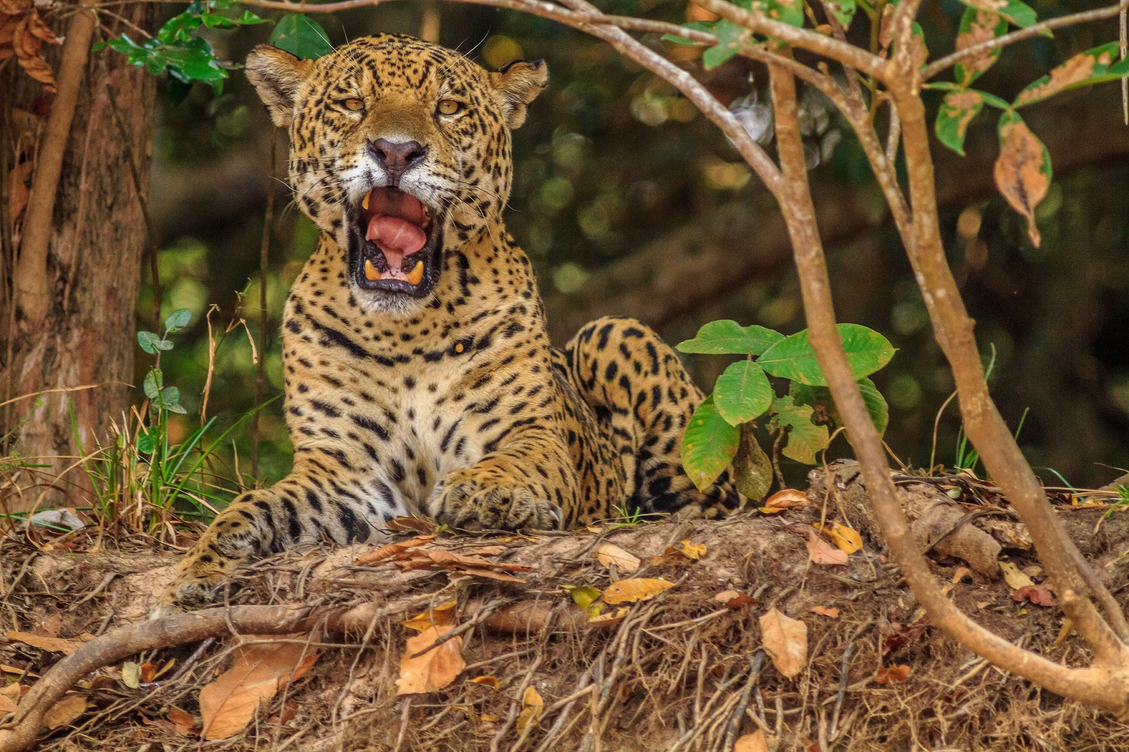 Die mächtigste Raubkatze Amerikas image
