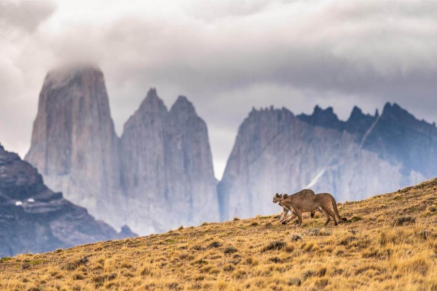Auf Puma Tracking image