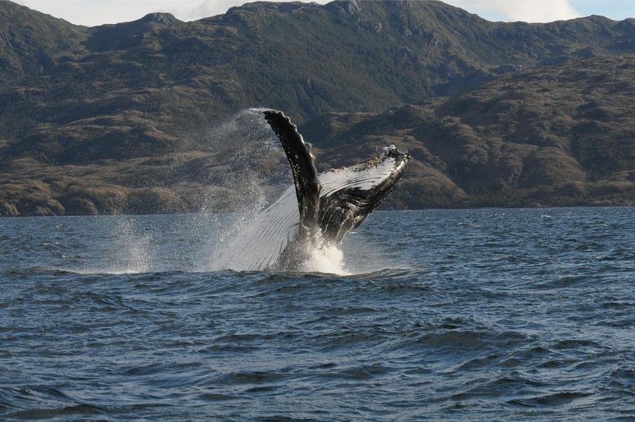 Auf Whalewatching in Patagonien image