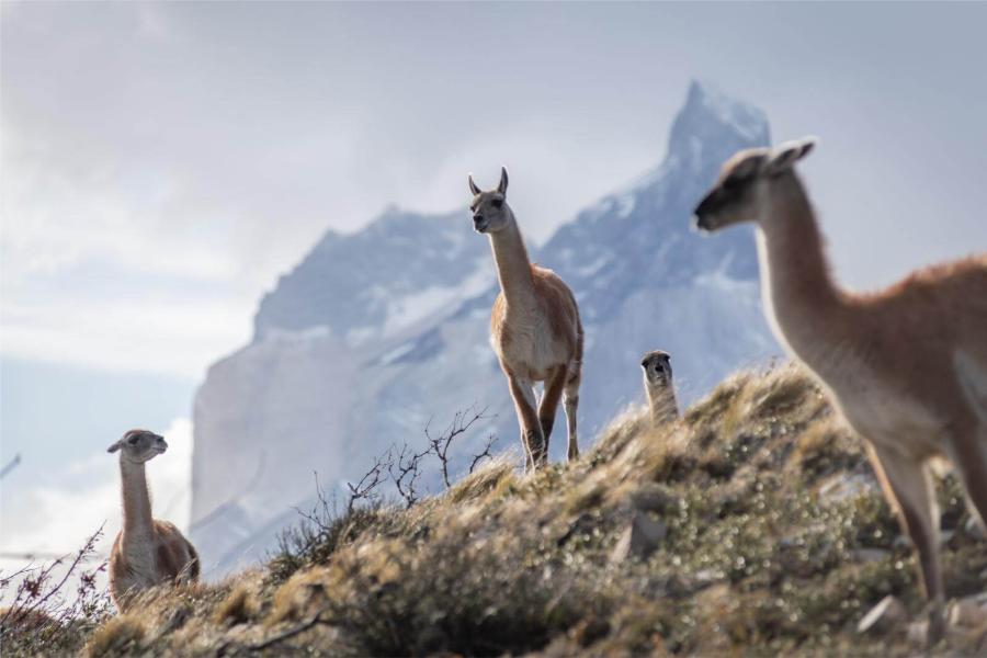 Letzter Tag in Torres del Paine image