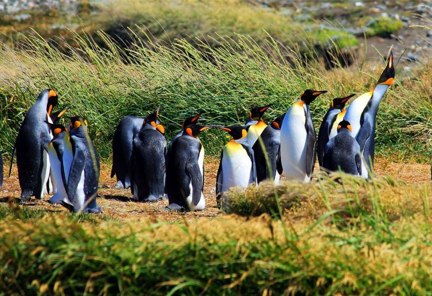 Zu Besuch bei den Königspinguinen image
