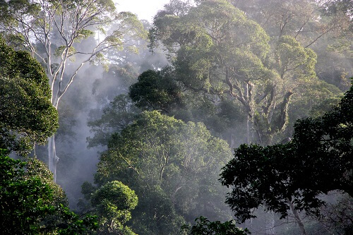 Danum Valley image
