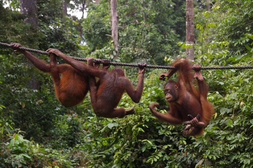 Kinabatangan River image