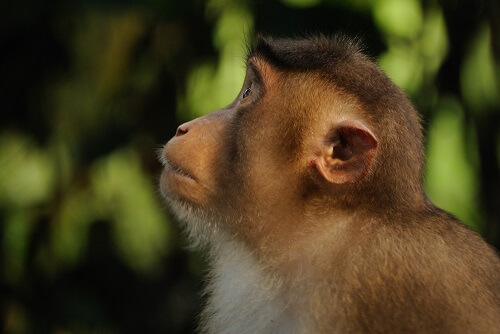 Tabin Wildlife Resort image