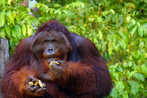 Tanjung Puting Nationalpark image