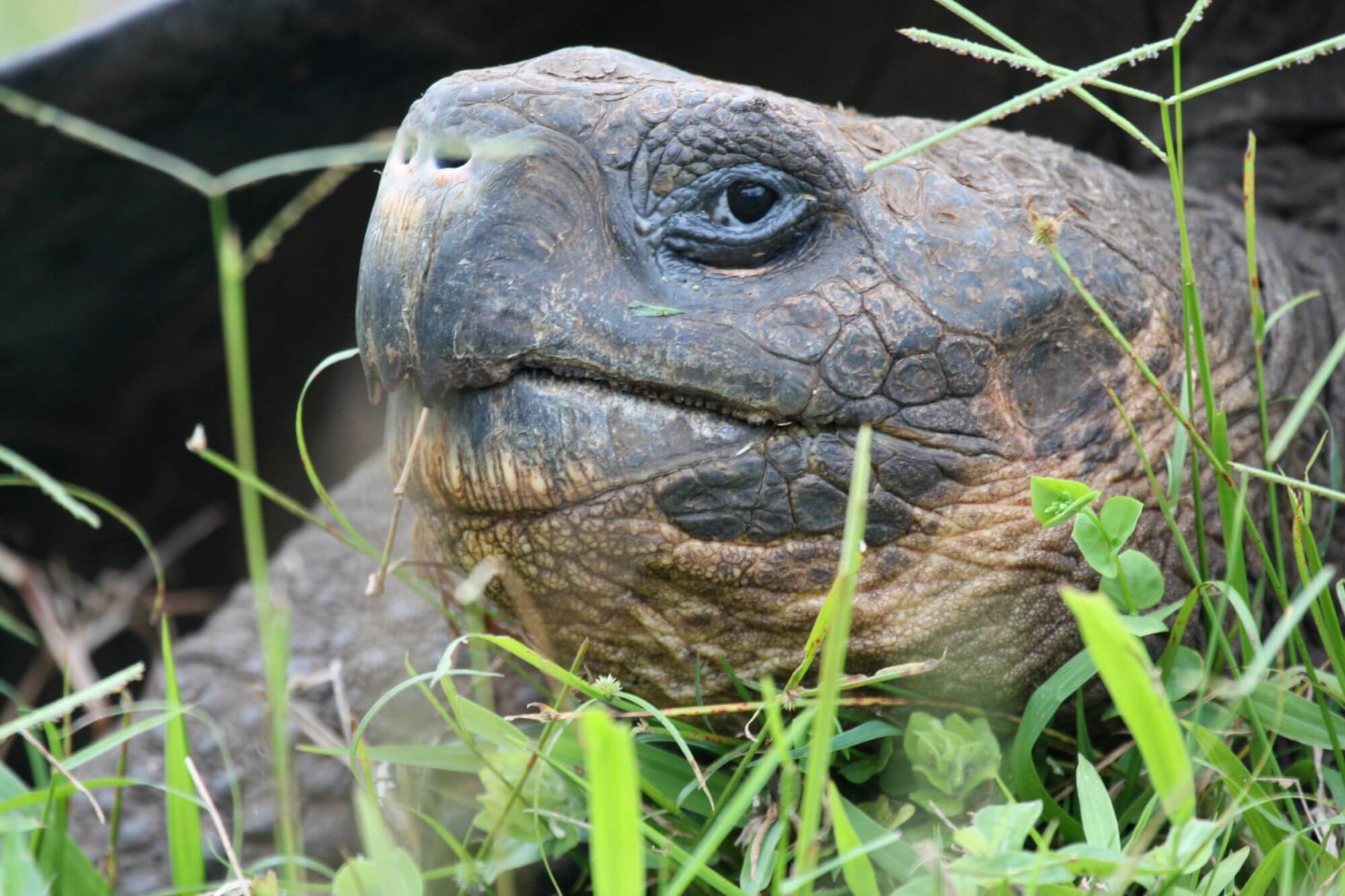 Vis-a-vis mit Galapagos berühmtensten Tieren image
