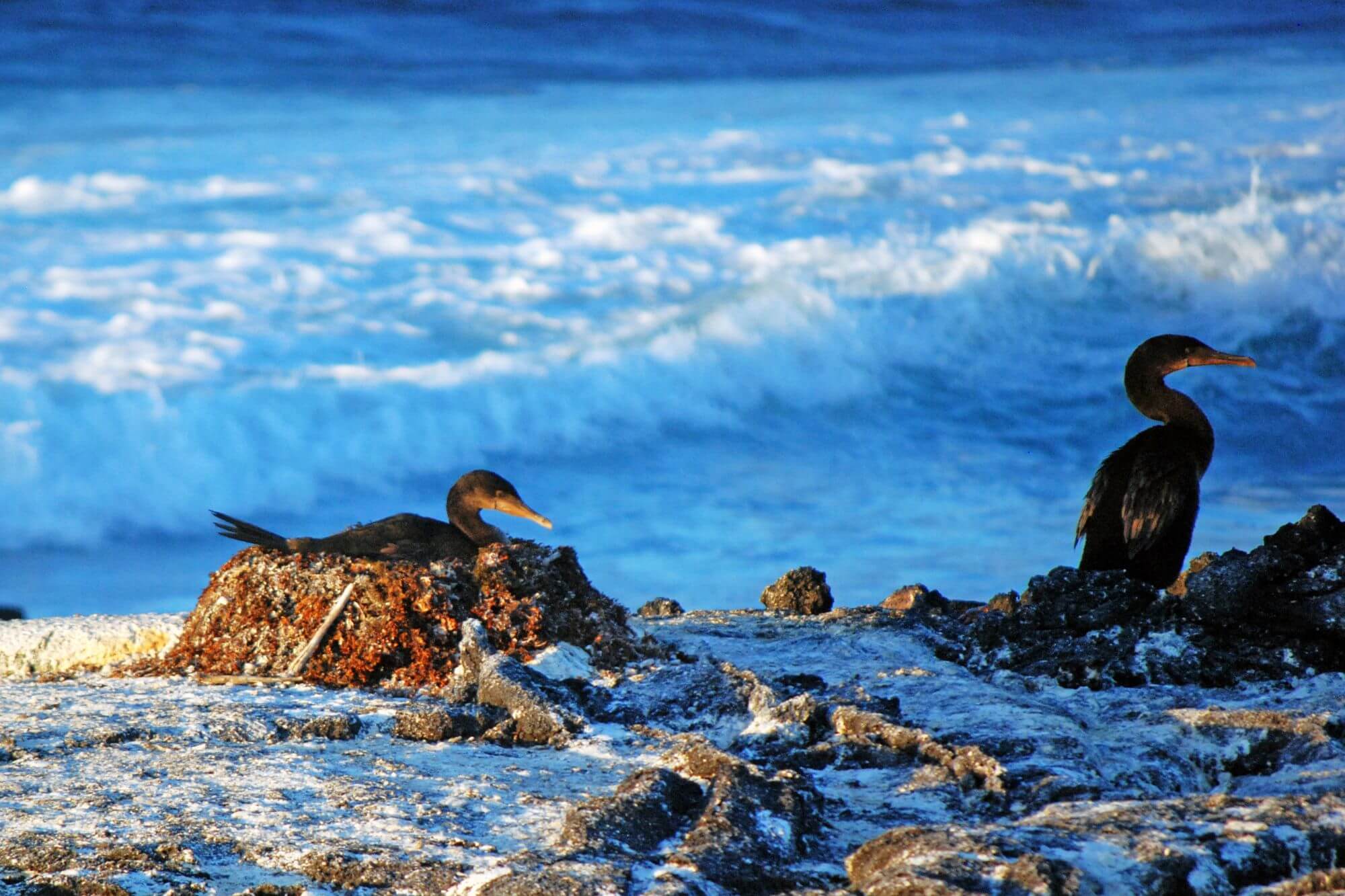 Paradies Galapagos image