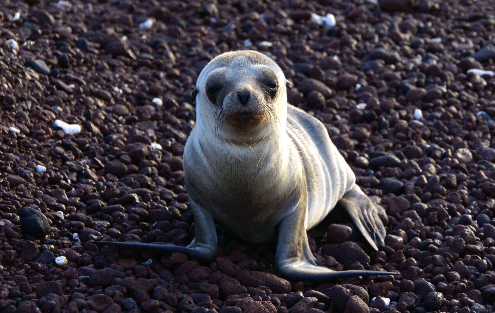 Von Pinguinen und Seebären image