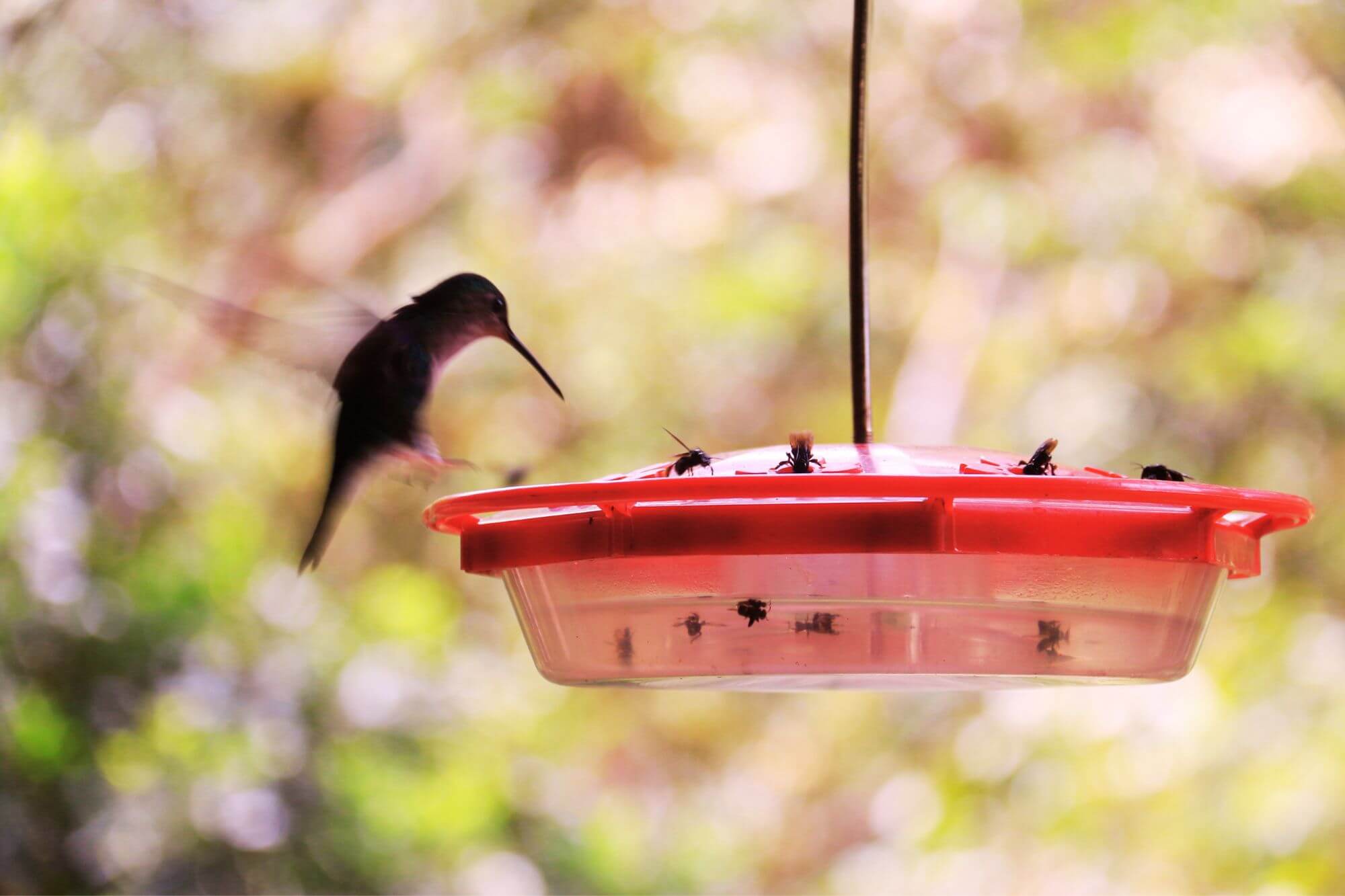 Colibris im Nebelwald image