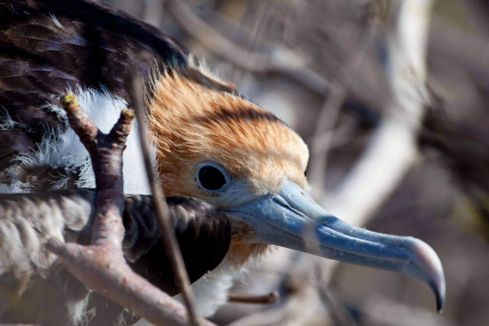 Mein Lieblingsinsel auf Galapagos image