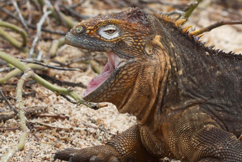 Versteinerte Lavatunnel und ein Schildkrötenreservat image