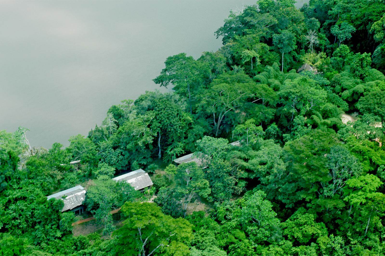 Waldelefanten und Gorillas im Dzanga Sangha Nationalpark image