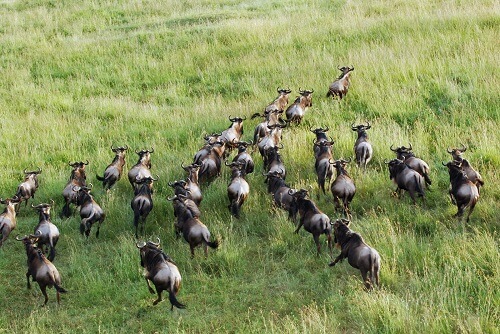 Serengeti Grumeti image