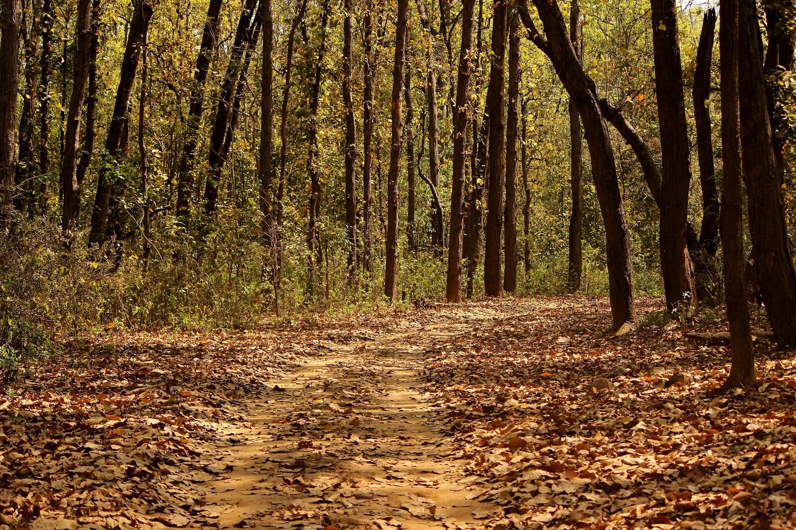 Kanha Nationalpark image