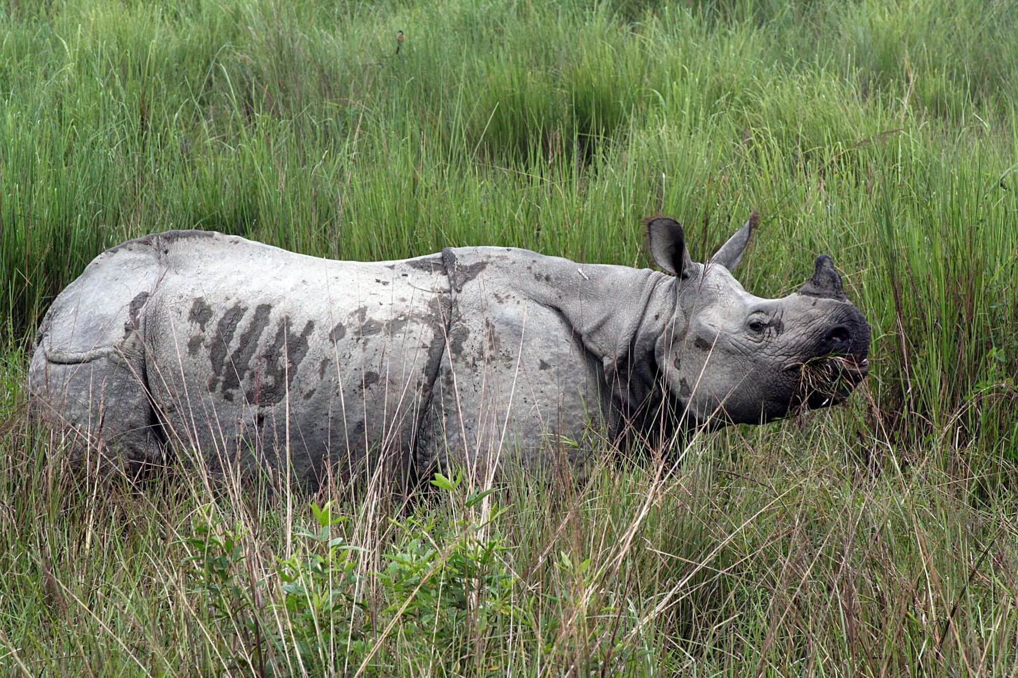 Kaziranga Nationalpark image