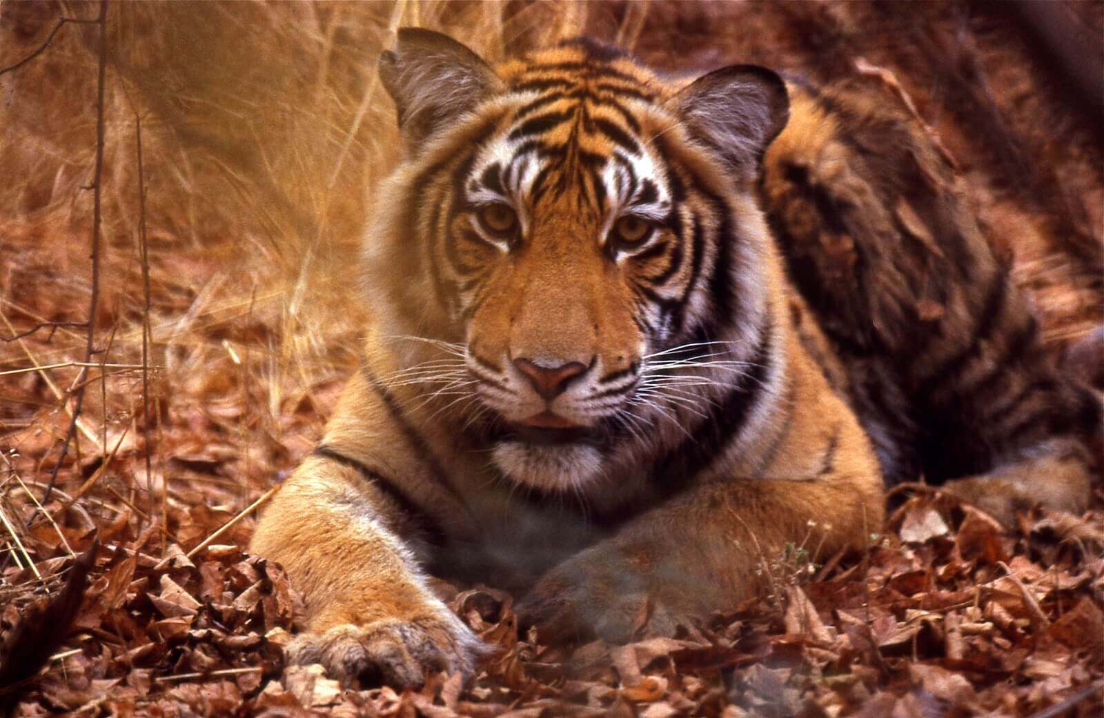 Tadoba Nationalpark image