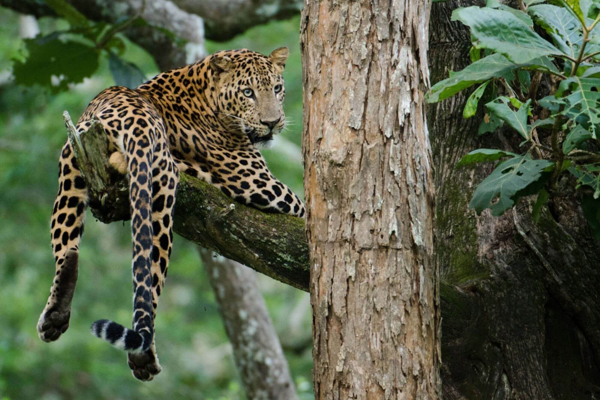 Nargahole Nationalpark image