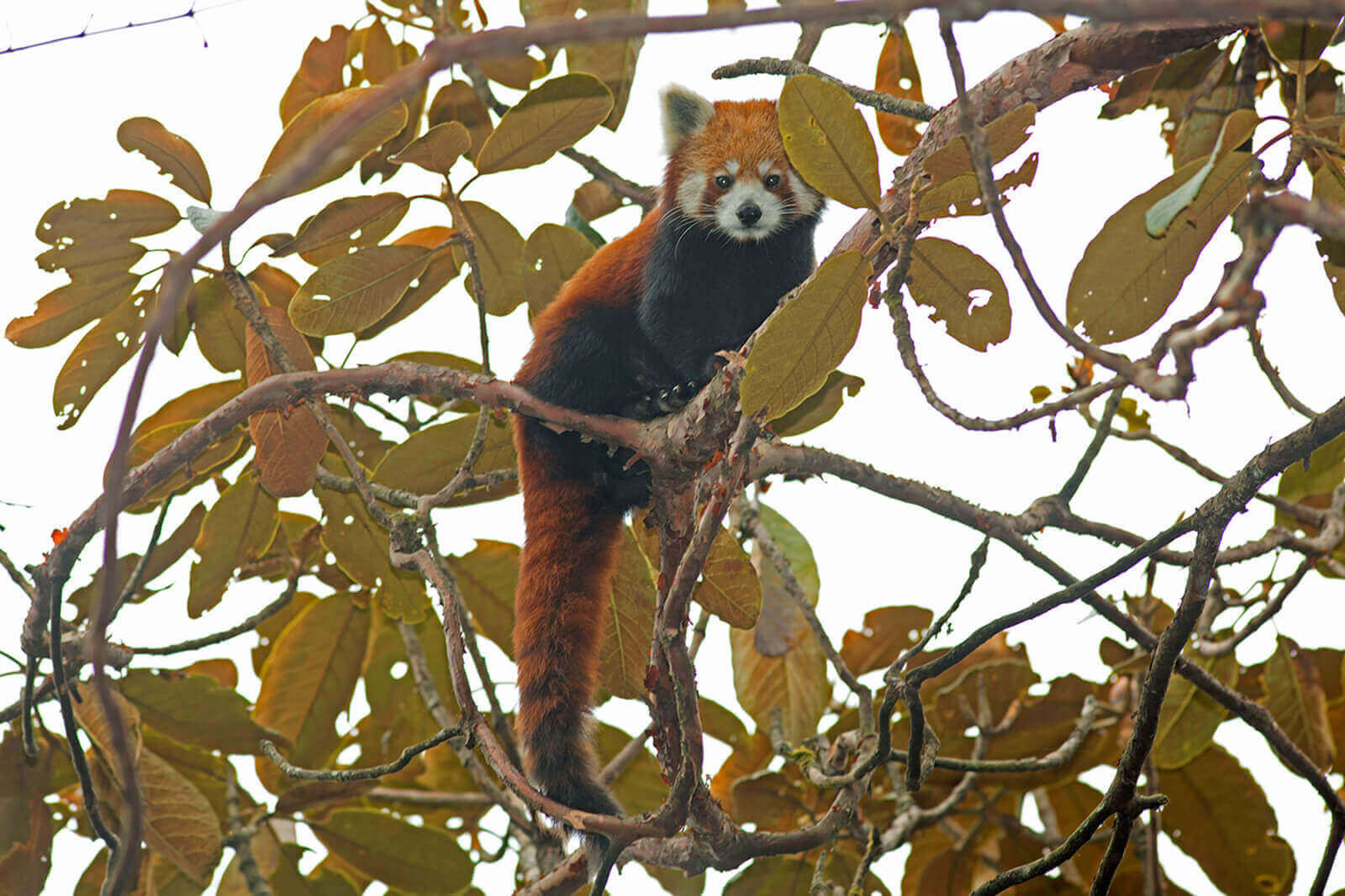 Indien rote Panda-Safari image