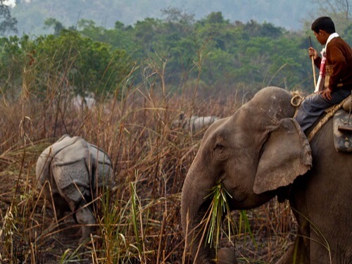 Kaziranga Nationalpark image