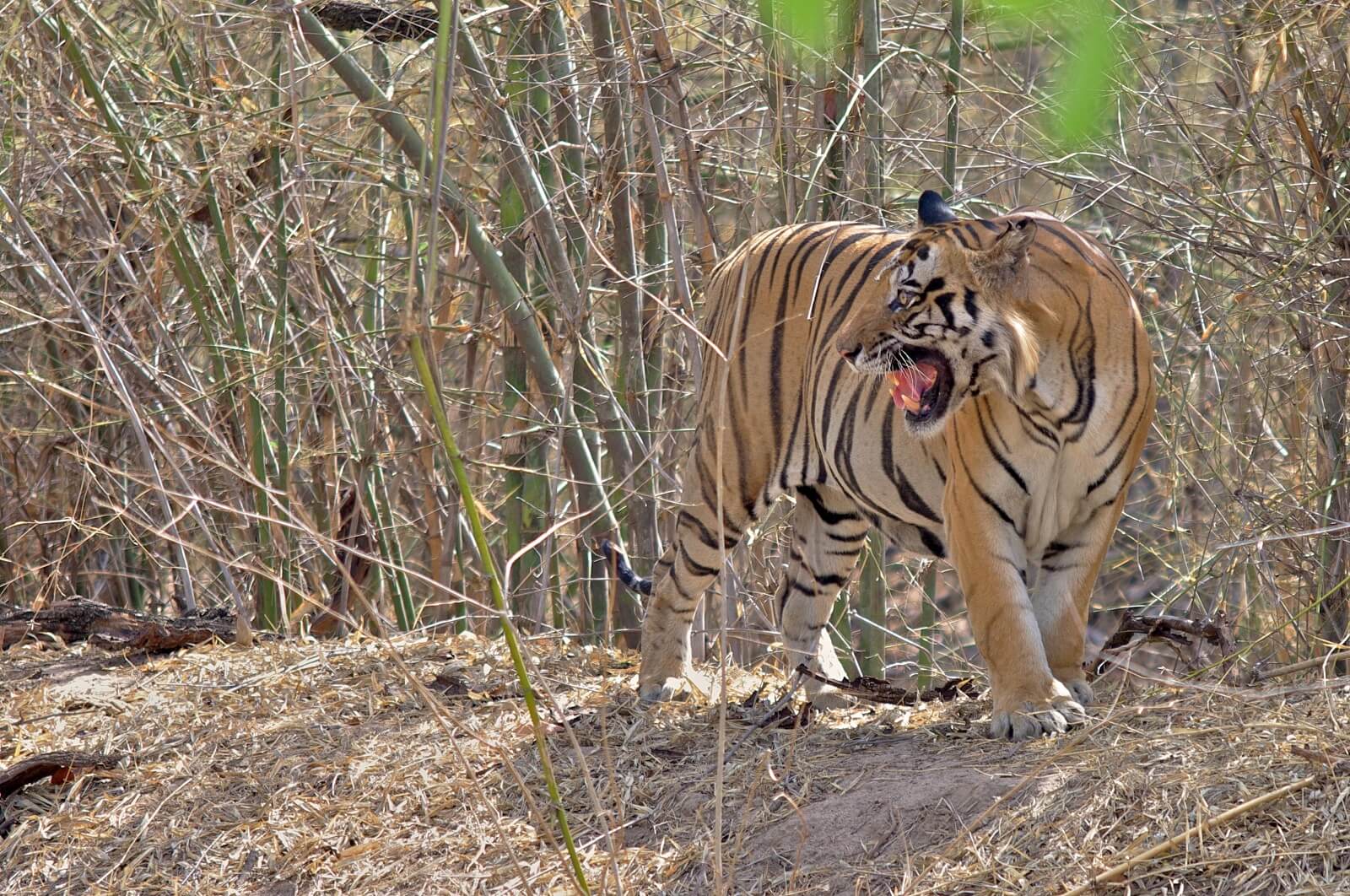 Kanha Nationalpark image