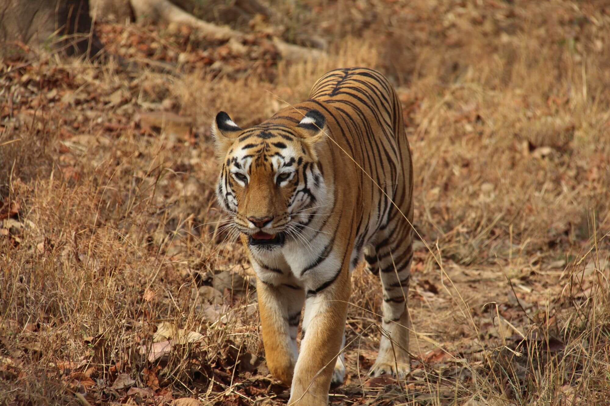 Tadoba Nationalpark image