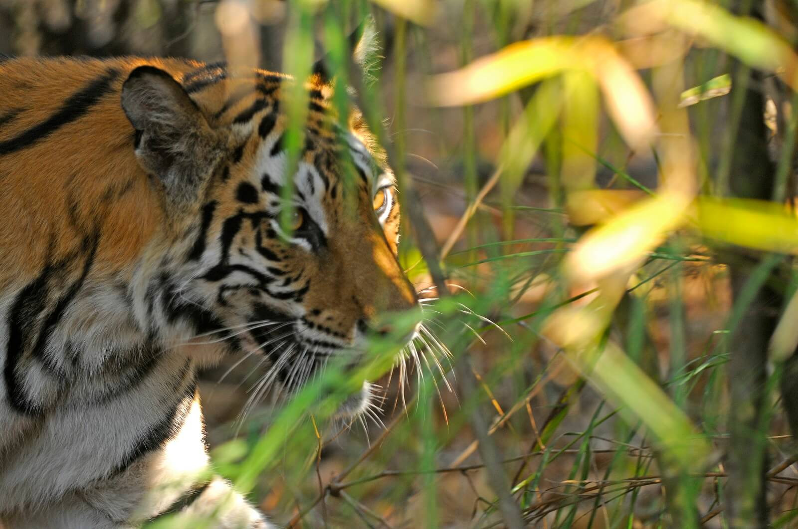 Indien: Tiger und Taj image