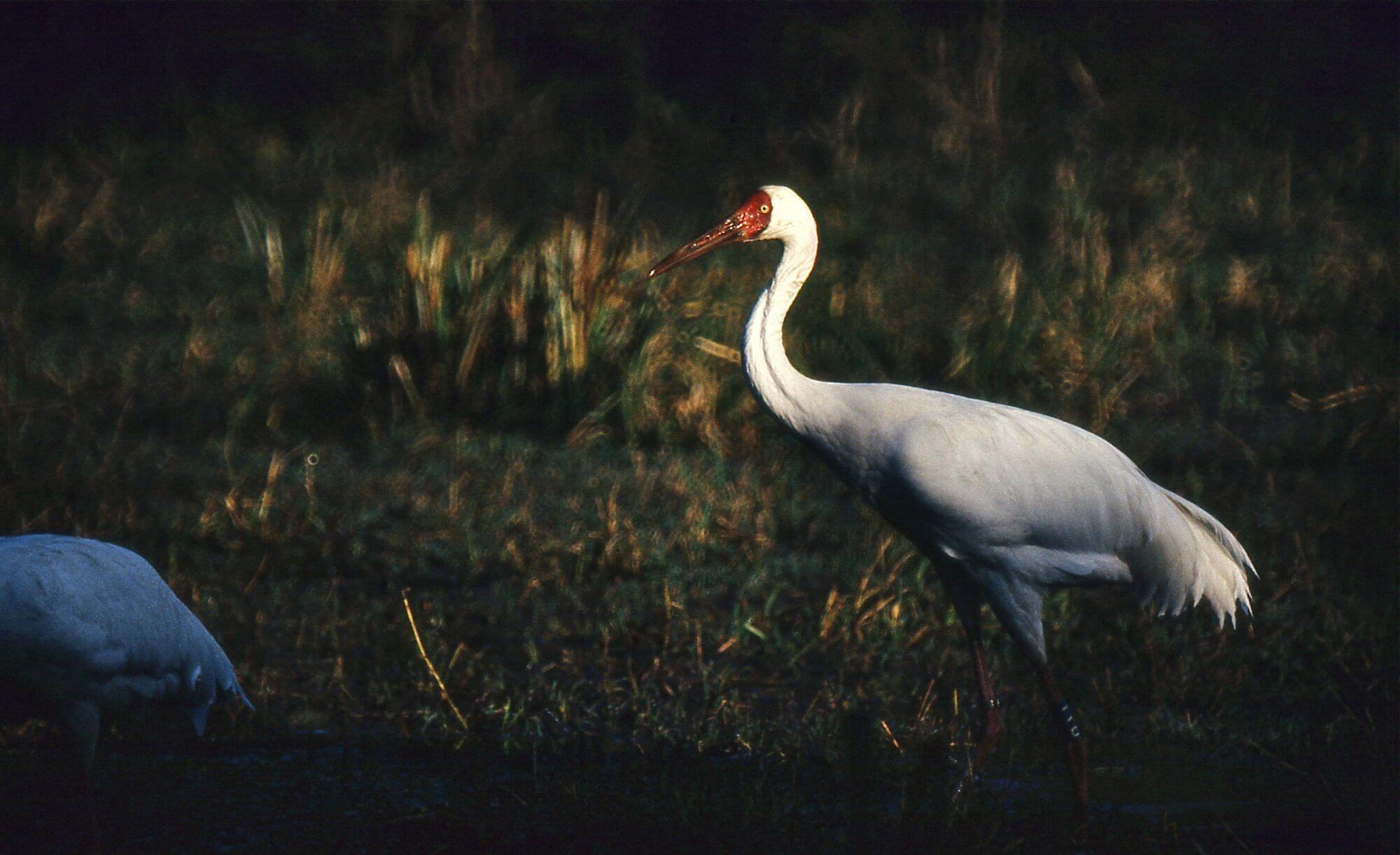 Bharatpur Bird Sanctuary image