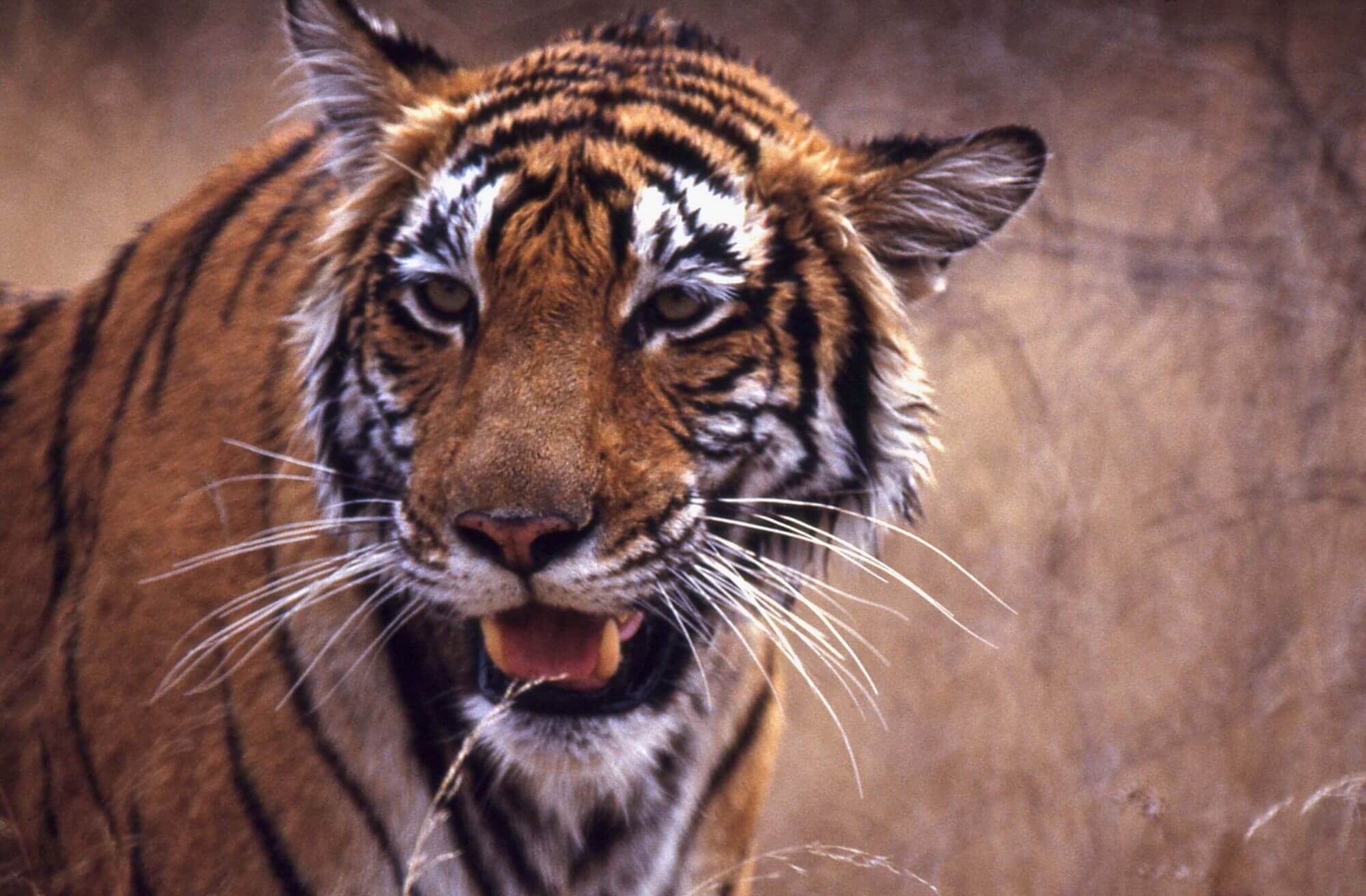 Ranthambhore-Nationalpark image