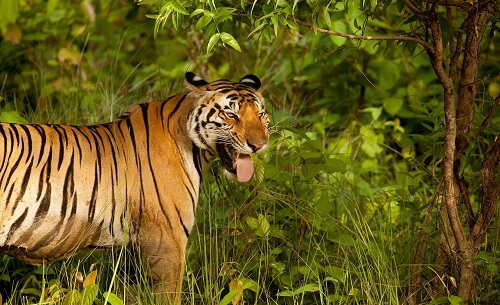 Tadoba Nationalpark image