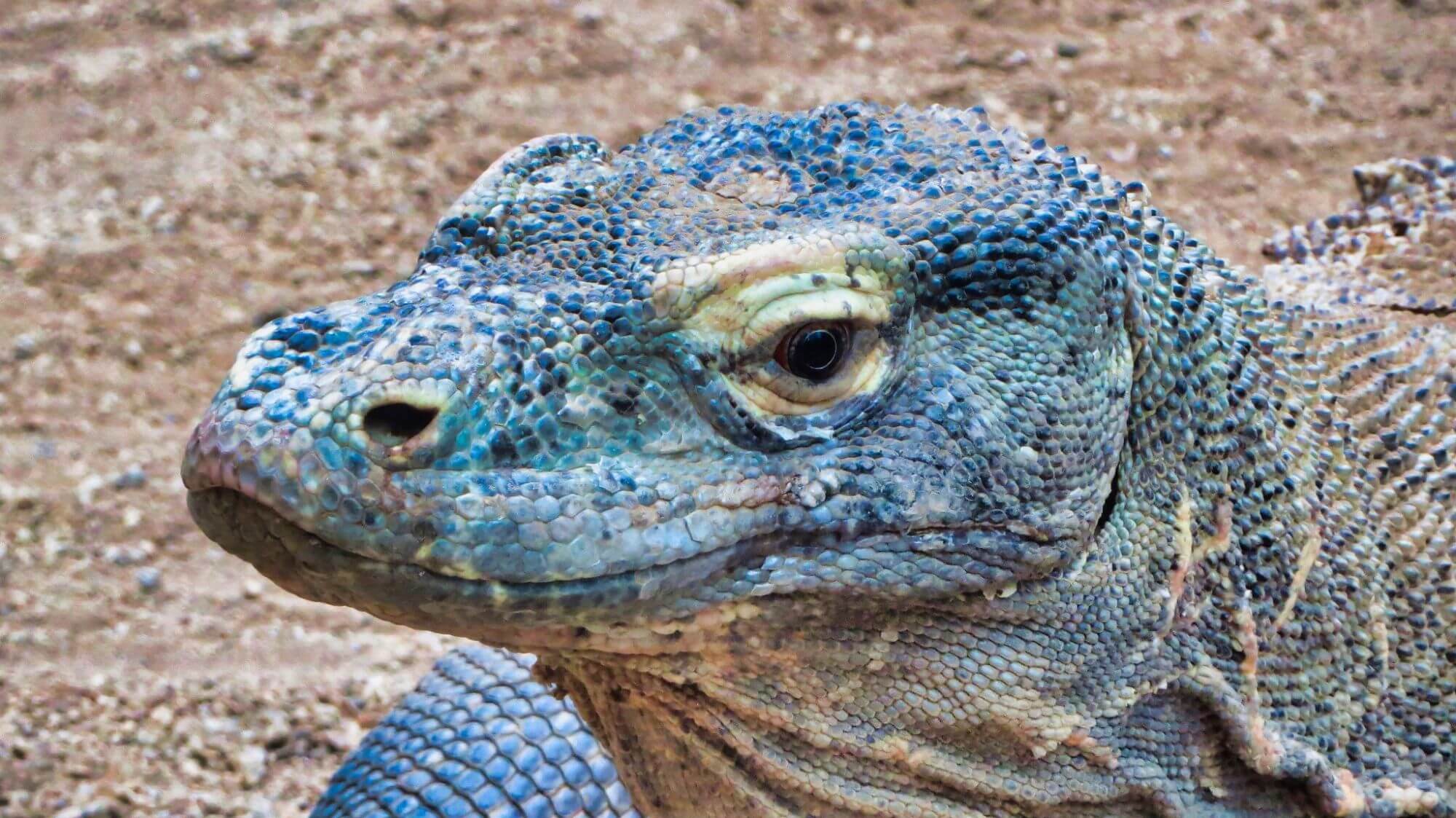 Komodo Nationalpark image
